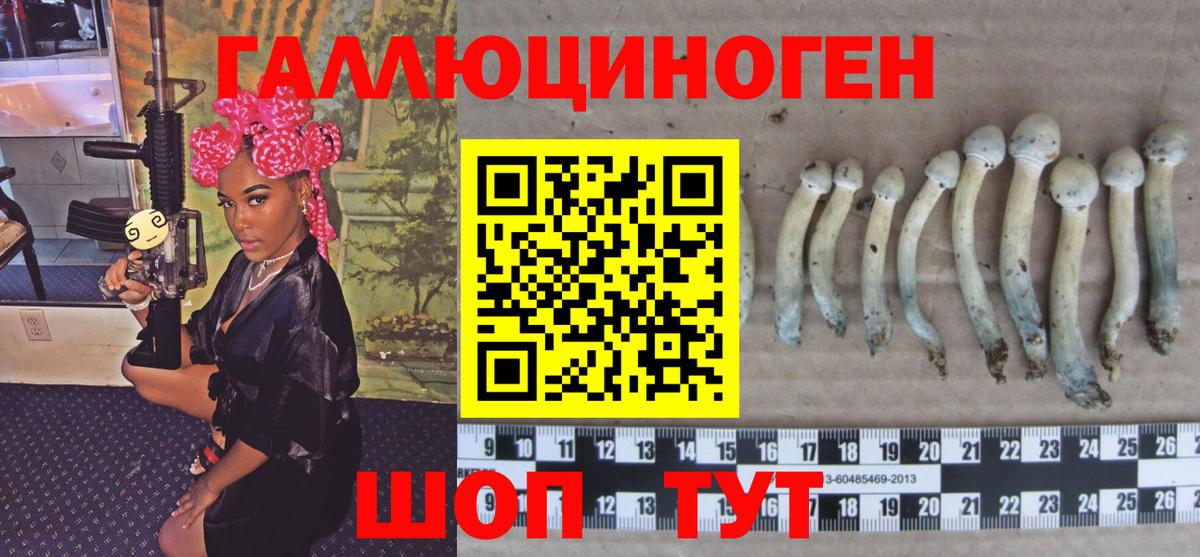 Псилоцибиновые грибы Cubensis Дербент